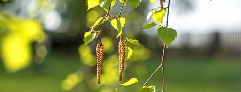 Näin hoidat allergiaa kokonaisvaltaisesti