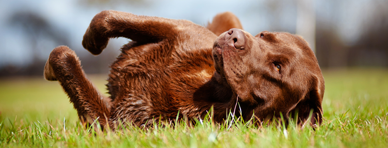 Lemmikin punkit kuriin