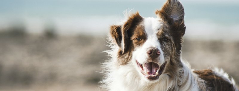 Lemmikki apteekin asiakkaana